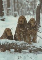 COCKER  SPANIELS  IN  DE  SNEEUW, Verzenden, Ongelopen, Hond of Kat