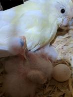 Nestje kakariki's, Animaux & Accessoires, Oiseaux | Perruches & Perroquets, Bagué