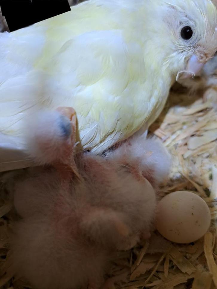Nestje kakariki's, Dieren en Toebehoren, Vogels | Parkieten en Papegaaien, Geringd