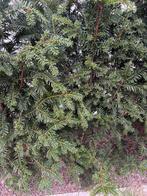 plantjes taxus 1m2 hoog, Tuin en Terras, Ophalen, Taxus