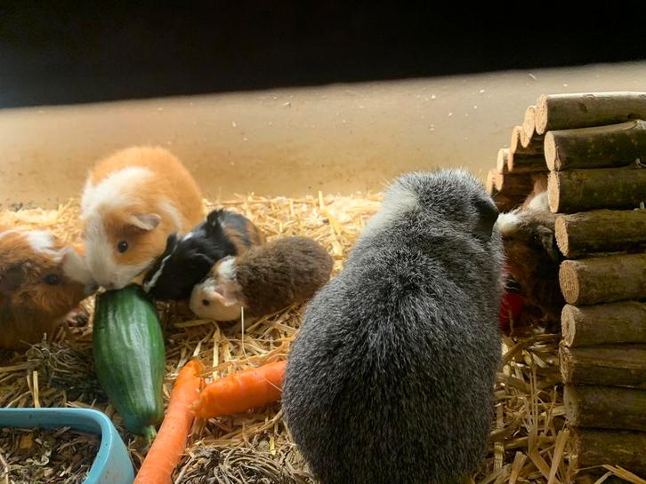 Lieve mooie gezonde cavia’s zeugjes/beertjes, Dieren en Toebehoren, Knaagdieren, Meerdere dieren, Cavia, September, Tam