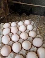 Bevruchte eieren Ayam Cemani, Dieren en Toebehoren