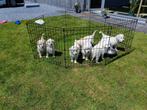Golden retriever puppys, Parvovirose, Plusieurs, Belgique, 8 à 15 semaines