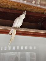 2 witte valkparkieten, Dieren en Toebehoren, Vogels | Duiven