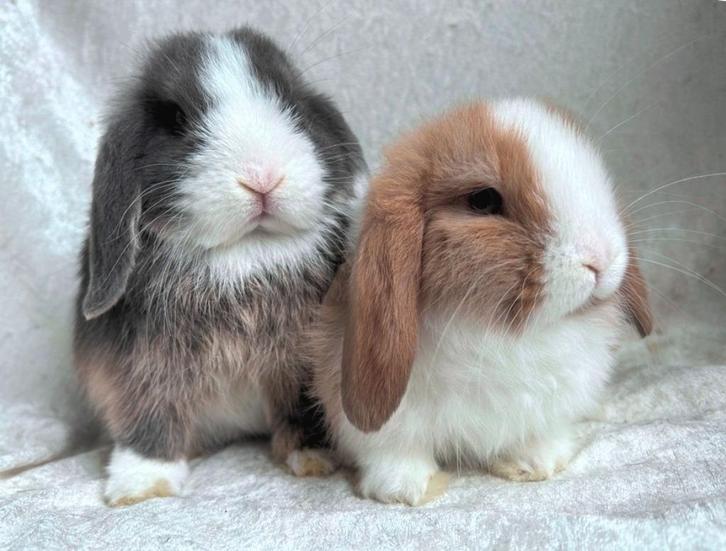 Prachtig mooi en super lief koppeltje MINILOP konijntjes, Dieren en Toebehoren, Konijnen, Klein, Meerdere dieren, 0 tot 2 jaar