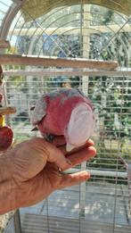 Zeer tamme Roze kakatoe met mooie kooi, Dieren en Toebehoren, Vrouwelijk, Papegaai, Geringd