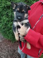 Prachtige Duitse Herder pups bij ons thuis op de boerderij, Dieren en Toebehoren, Honden | Herdershonden en Veedrijvers, België