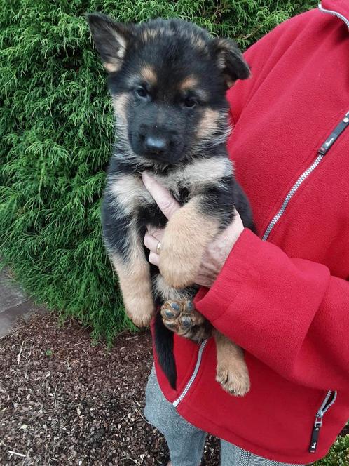 Prachtige Duitse Herder pups bij ons thuis op de boerderij, Dieren en Toebehoren, Honden | Herdershonden en Veedrijvers, Meerdere dieren