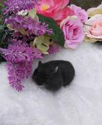 Mooie raszuivere russische dwerghamsters, Dieren en Toebehoren, Knaagdieren, Meerdere dieren, Hamster, Tam