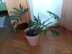 Philodendron maoyi groene kamerplant, Ophalen, Overige soorten, Halfschaduw, In pot