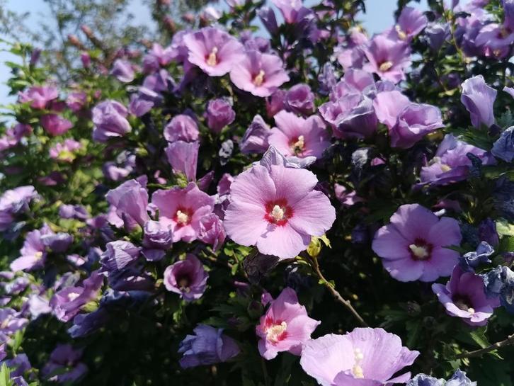 Hibiscus, Tuin en Terras, Planten | Tuinplanten, Vaste plant, Overige soorten, Volle zon, Zomer, Ophalen of Verzenden