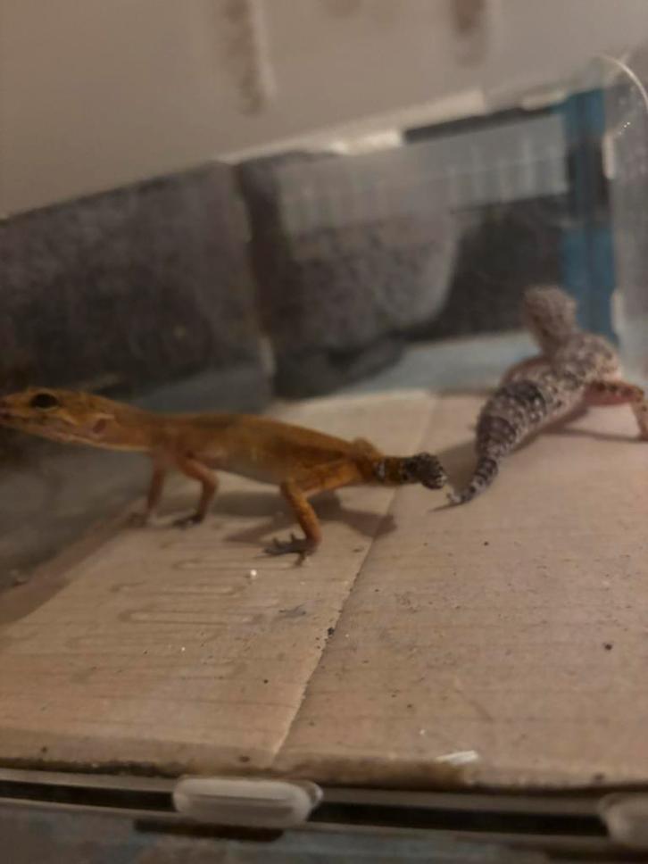 Gekkos te koop, Animaux & Accessoires, Reptiles & Amphibiens, Autres espèces, 0 à 2 ans, Domestique