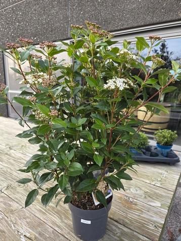 Viburnum Tinus C2L  beschikbaar voor biedingen