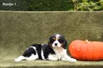 Beaux chiots croisés Cavalier, Taille moyenne, Plusieurs, Parvovirose, Belgique