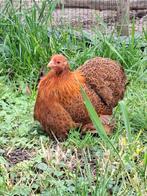 2 cochin kriel hennen, Dieren en Toebehoren, Pluimvee, Vrouwelijk, Kip