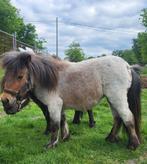 Lieve shetland Pony's te koop, Gechipt, Niet van toepassing, 0 tot 2 jaar, A pony (tot 1.17m)
