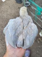 Isabel porselein cochin haantjes