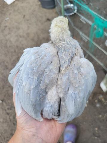 Isabel porselein cochin haantjes beschikbaar voor biedingen