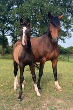 Mooie grote drachtige merrie, Dieren en Toebehoren, Merrie, Springpaard, Zadelmak, 170 tot 175 cm