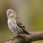 Koppel wijzen wildkleur