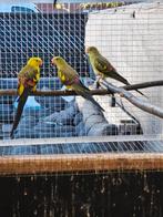 Koppel bergparkieten, Dieren en Toebehoren