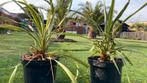 Cordyline x Festival Lime, Tuin en Terras, Planten | Tuinplanten, Ophalen