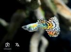 Speciale guppy's, Dieren en Toebehoren, Vissen | Aquariumvissen, Vis, Zoetwatervis, Schoolvis