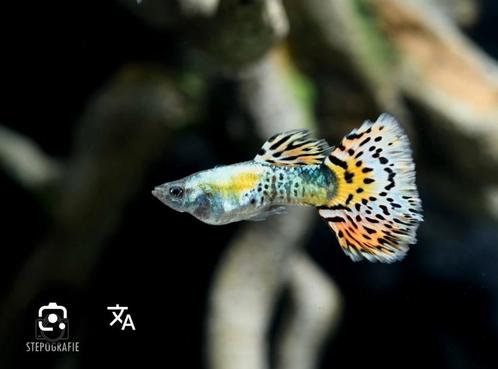 Speciale guppy's, Dieren en Toebehoren, Vissen | Aquariumvissen, Zoetwatervis, Vis, Schoolvis