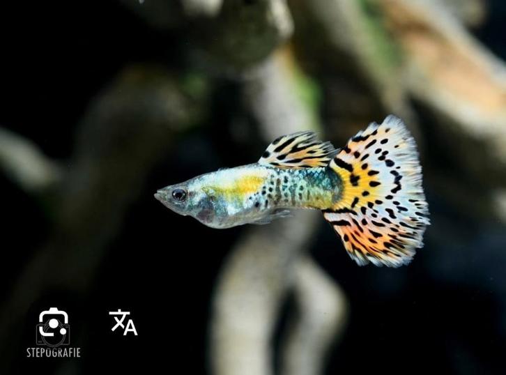 Speciale guppy's, Dieren en Toebehoren, Vissen | Aquariumvissen, Zoetwatervis, Vis, Schoolvis