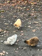 Zijdehoender hennen, Dieren en Toebehoren