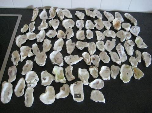 75 x Oesterschelpen maat M/L gewassen/gespoeld €. 35,-, Hobby en Vrije tijd, Knutselen, Nieuw, Materiaal, Ophalen of Verzenden