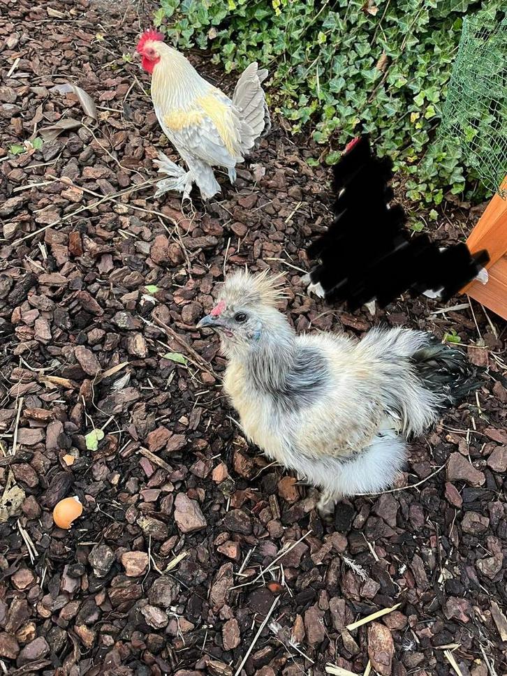 Gratis hanen, Animaux & Accessoires, Volatiles, Poule ou poulet, Mâle