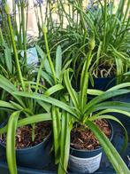 Agapanthus - Afrikaanse Lelie 'Fireworks ', Ophalen