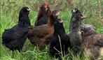 Araucana hennen (groene eieren), Dieren en Toebehoren, Pluimvee