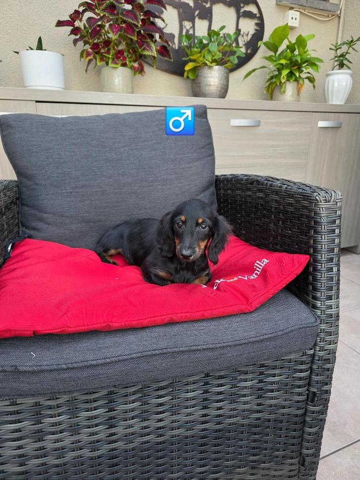 mooie langhaar teckel kaninchen, Dieren en Toebehoren, Honden | Teckels en Dashonden, Reu, Langhaar, Kaninchen, Fokker | Professioneel