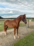 4 Jarige d pony te koop ., Dieren en Toebehoren, Pony's, Ruin, Zadelmak