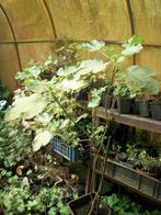 Vijgenplant, Tuin en Terras, Overige soorten, 100 tot 250 cm, Zomer, Ophalen