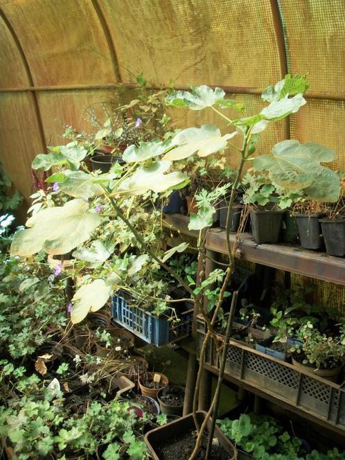 Vijgenplant, Tuin en Terras, Planten | Bomen, Overige soorten, 100 tot 250 cm, Volle zon, Zomer, Ophalen