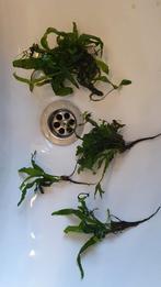 Javavaren stekjes., Dieren en Toebehoren, Ophalen of Verzenden, Zo goed als nieuw