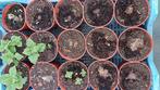 yacon planten, Ophalen, Volle zon, Herfst, Groenteplanten