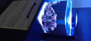 Blue marine reef 60