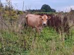 Jersey koe, Dieren en Toebehoren