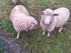 2 schapen bokken, Dieren en Toebehoren, Schapen, Geiten en Varkens