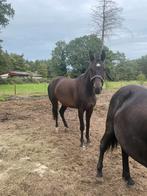 Ruin paard, Dieren en Toebehoren, Ruin