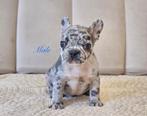 Franse bulldog, Dieren en Toebehoren, Honden | Bulldogs, Pinschers en Molossers, België, Fokker | Hobbymatig, CDV (hondenziekte)