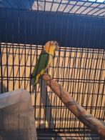 Roestkop caique, Dieren en Toebehoren, Geslacht onbekend, Papegaai, Geringd