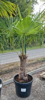Winterharde palmboom Trachycarpus Fortunei, Ophalen
