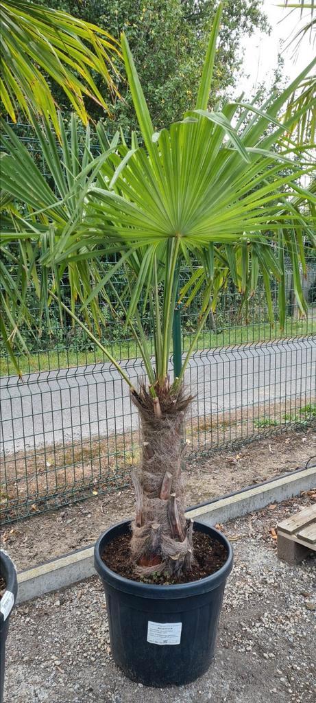 Winterharde palmboom Trachycarpus Fortunei, Tuin en Terras, Planten | Bomen, Ophalen