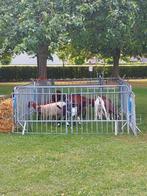geiten en schapen, Meerdere dieren, Geit, 0 tot 2 jaar