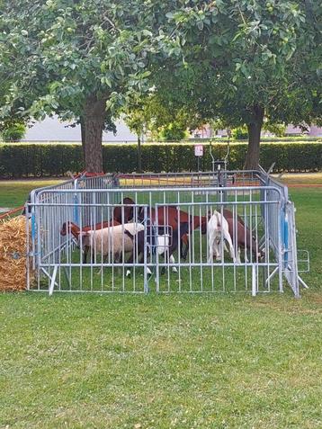 geiten en schapen, Plusieurs animaux, Chèvre, 0 à 2 ans